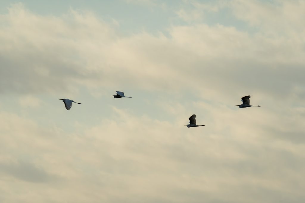 图片[2]-最近看到候鸟迁徙-THsInk